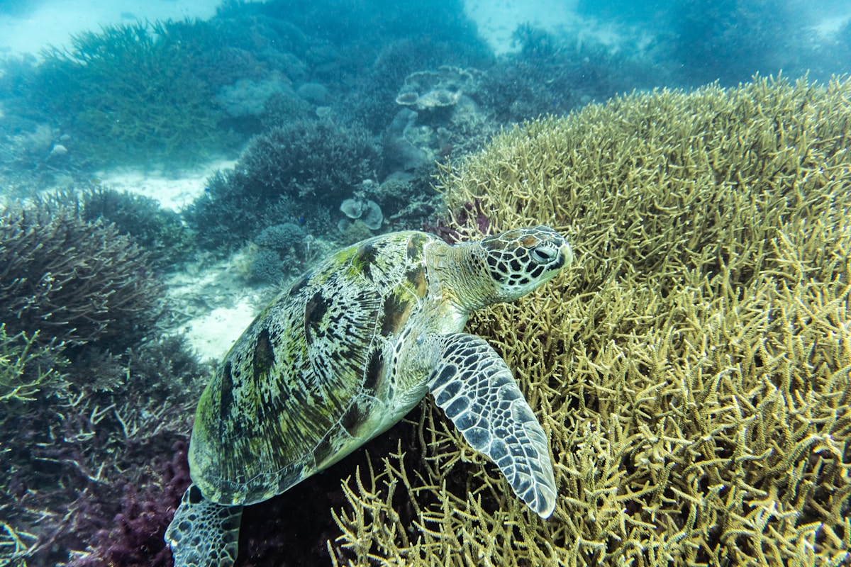 Sea turtle swimming over a coral reef in Indonesia